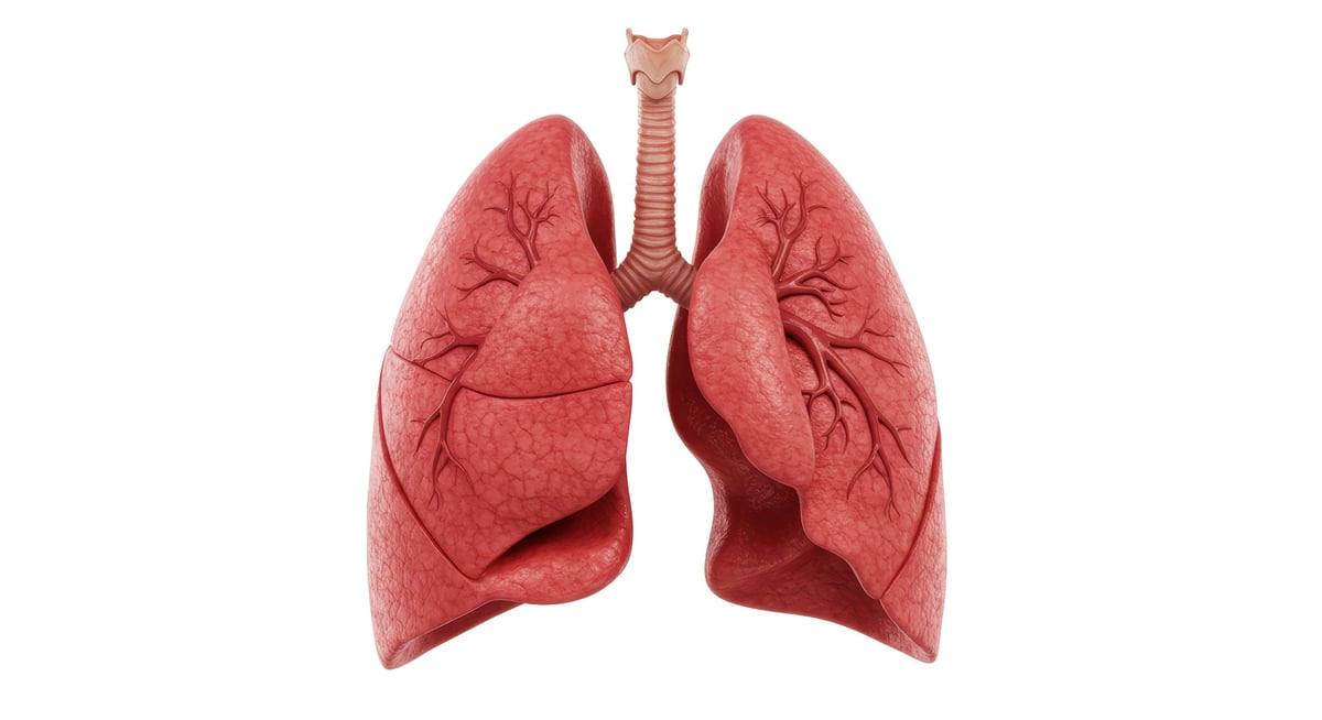 Pulmones humanos modelo anatómico