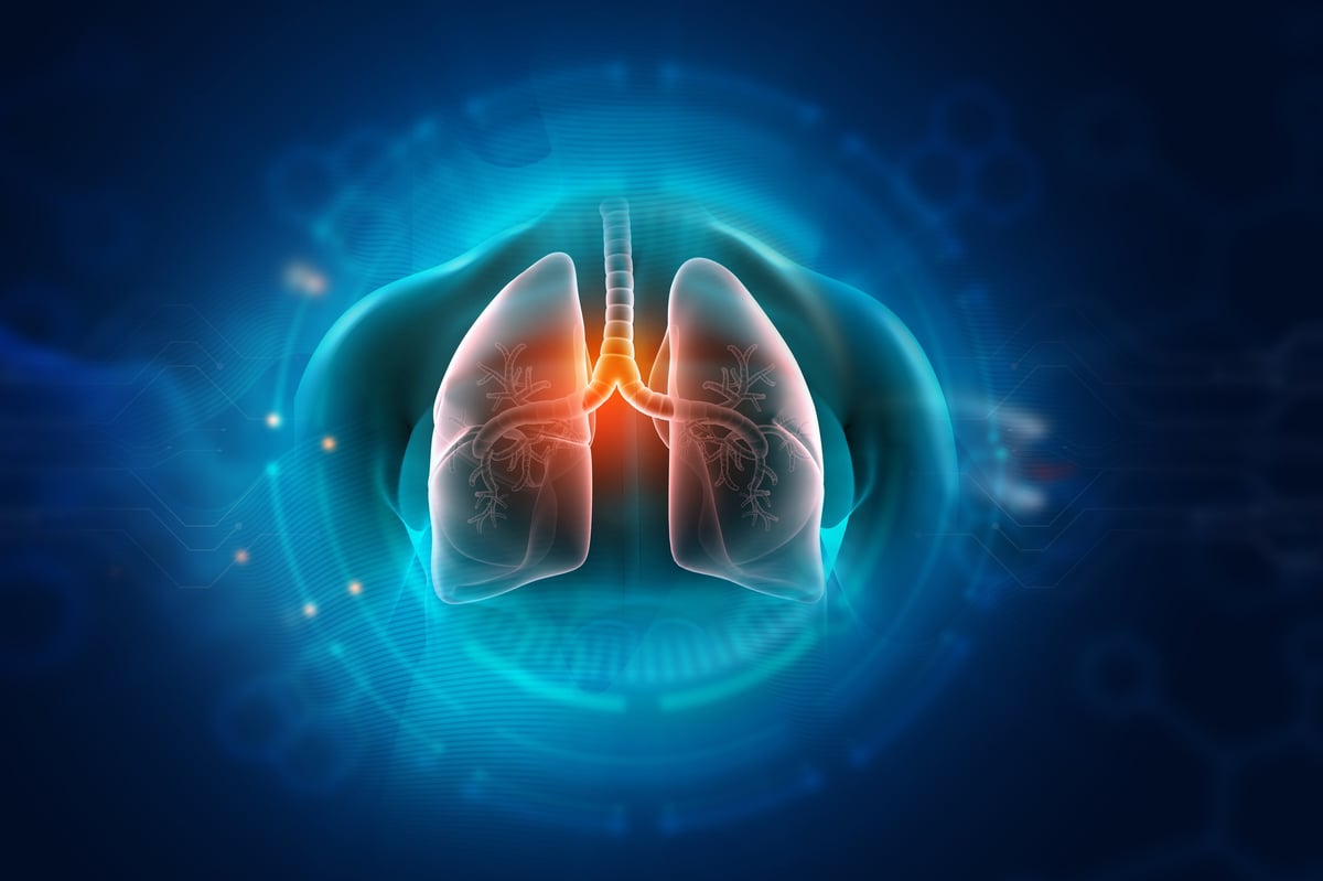 Pulmones humanos - ilustración médica